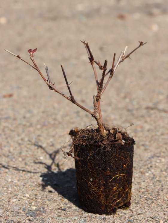 detail Dřišťál Ottawský 'Superba'