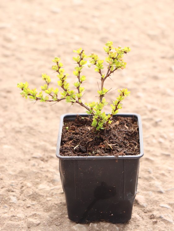 detail Dřišťál Thunbergův 'Goldalita'