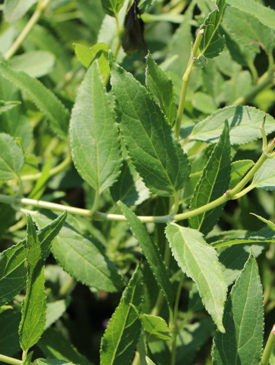 detail Trojpuk štíhlý