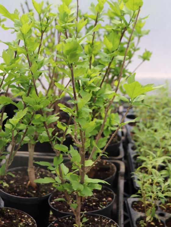 detail Ibišek syrský 'Eleonore´®