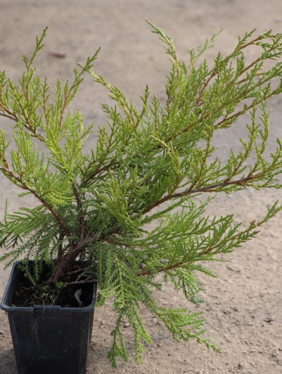 detail Jalovec Pfitzerův 'Wilhelm Pfitzer'