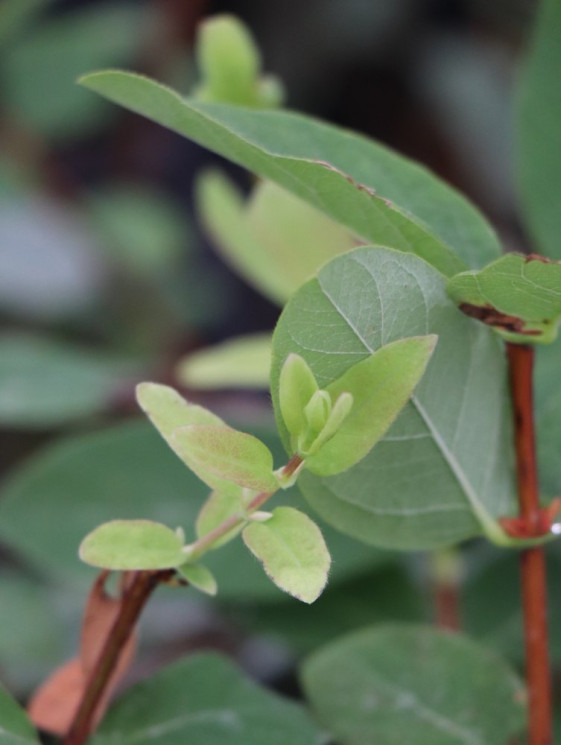 detail Zimolez kamčatský 'Wojtek'