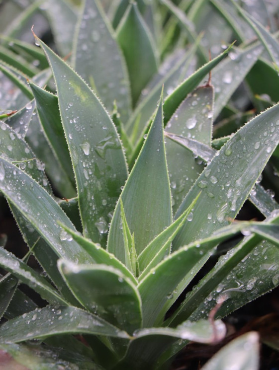 detail Mangave ´Lavender Lady´