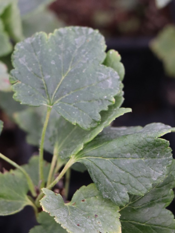 detail Rybíz bílý 'Versailský bílý'