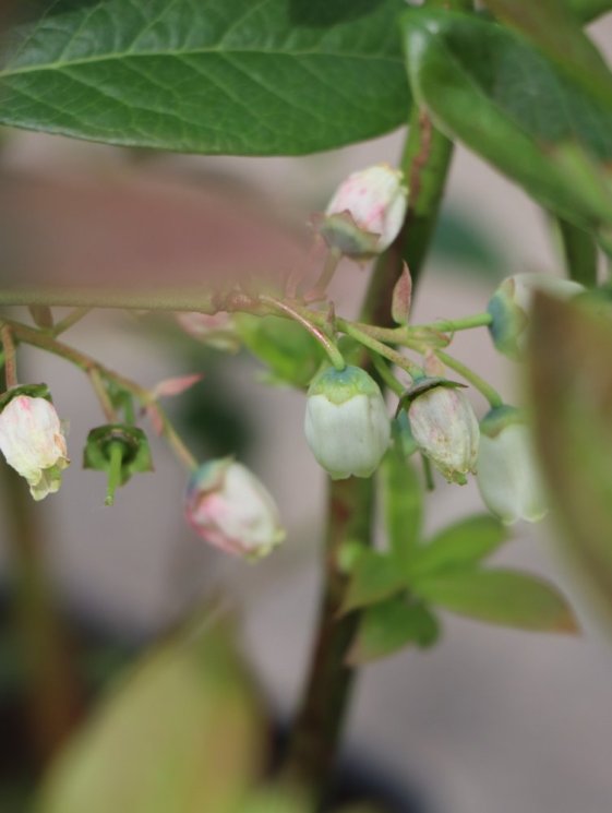 detail Kanadská borůvka 'Darrow' - středně raná
