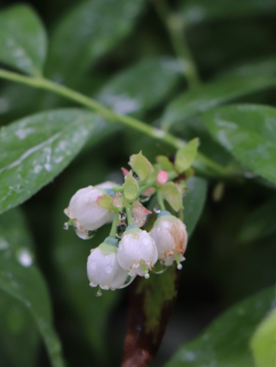 detail Růžová kanadská borůvka 'Pink Lemonade'® - pozdní