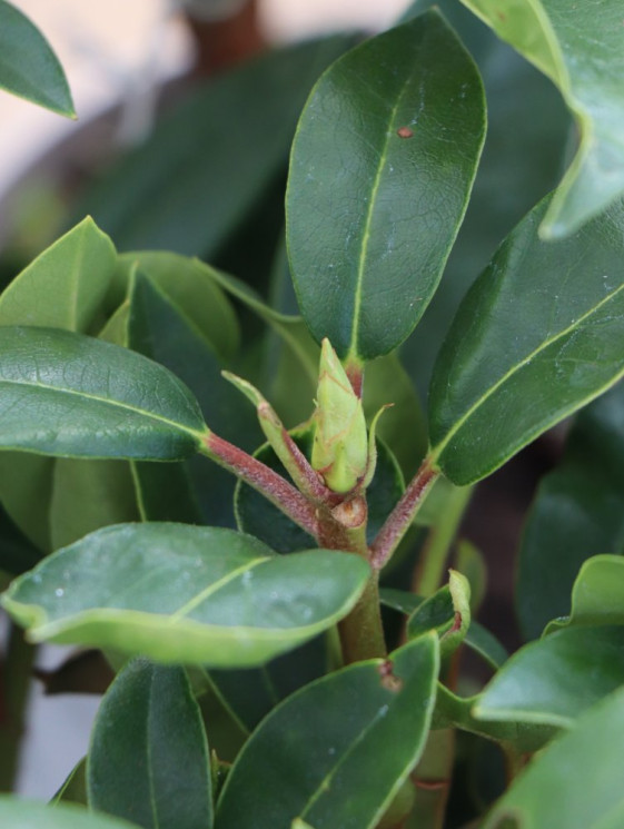 detail Rododendron 'Blue Peter'