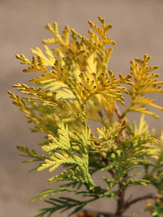 detail Zerav západní ´Europe Gold´