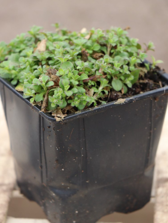 detail Šater rožcový