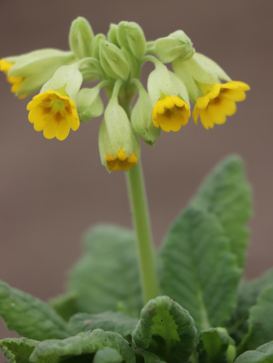 detail Prvosenka 'Cabrillo Yellow Dark Compact'