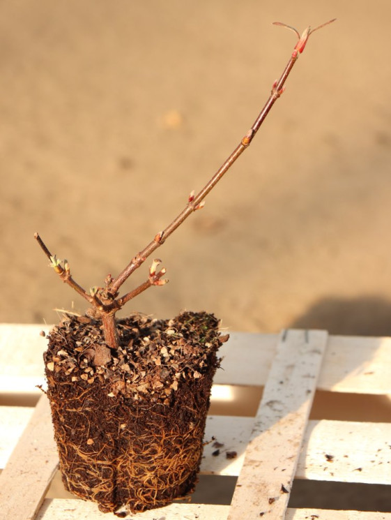 detail Kalina bodnantská 'Dawn'