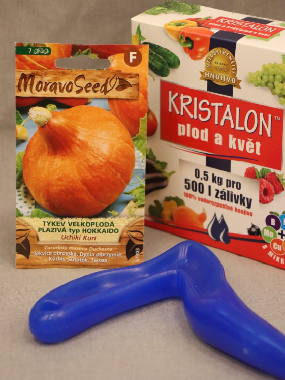 detail Tykev vel. UCHIKI KURI typ Hokkaido