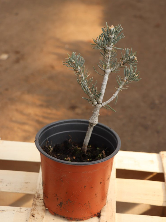 detail Jedle ojíněná 'Compacta'