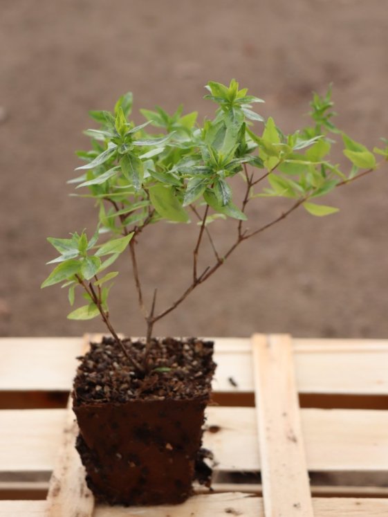 detail Abélie velkokvětá ´Kaleidoscope´®