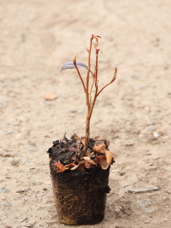 detail Azalka dřevitá 'Nabucco'