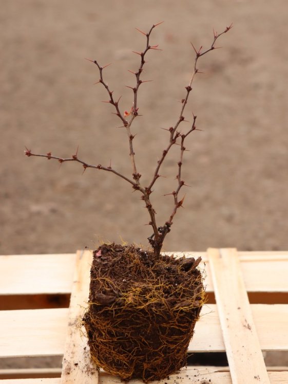 detail Dřišťál Thunbergův 'Ruby Star'®