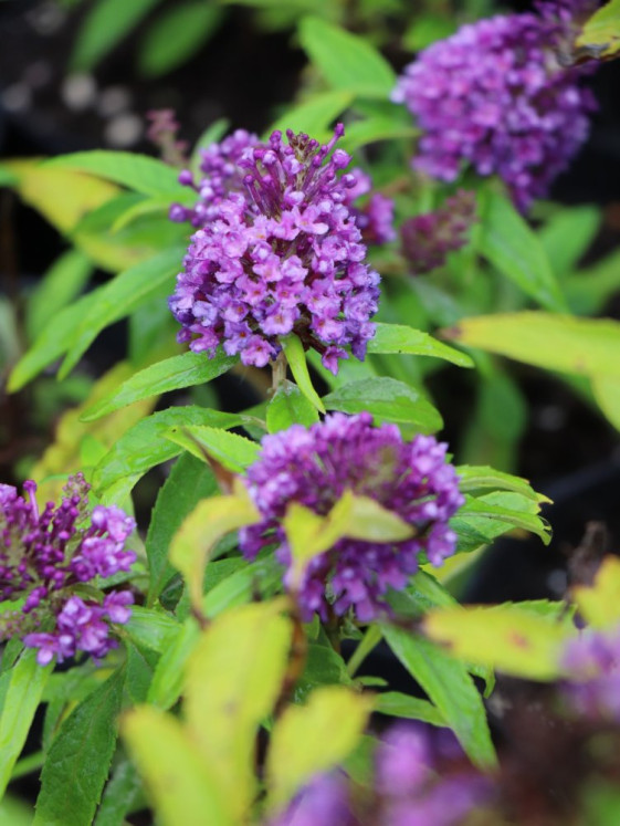 detail Komule davidova Butterfly Candy ®'Little Purple'