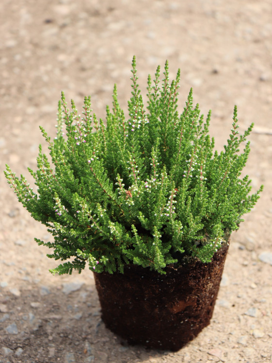 detail Vřes obecný 'Liliane'