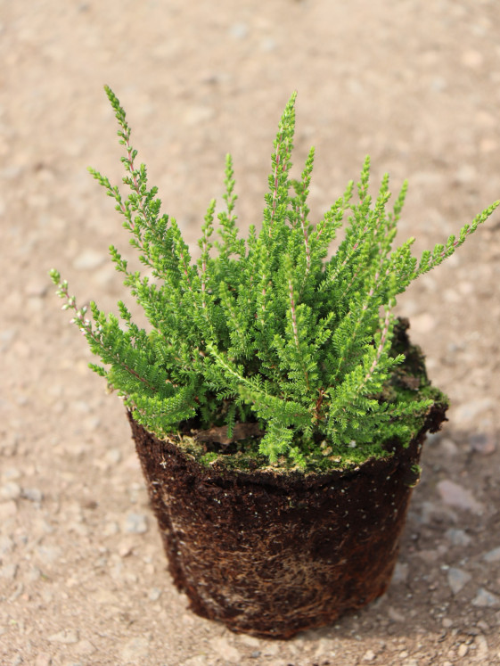 detail Vřes obecný 'Selma'