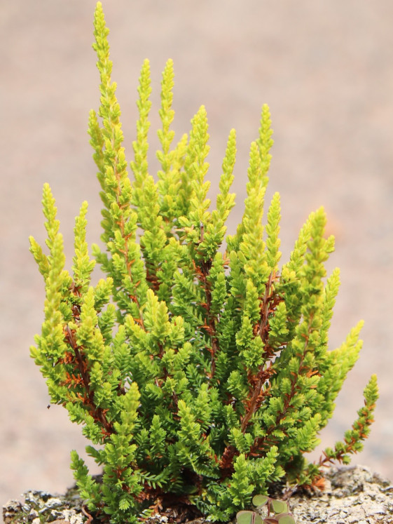 detail Vřes 'Zelda'