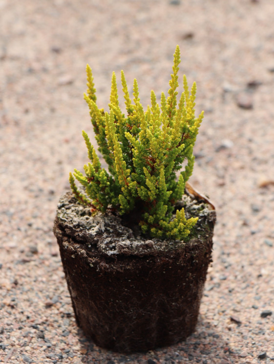 detail Vřes 'Zelda'