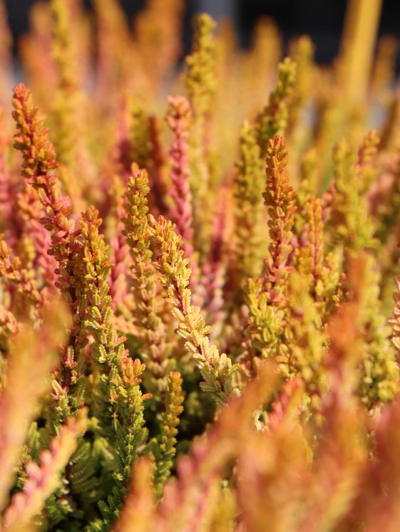 detail Vřes obecný 'Zoe'