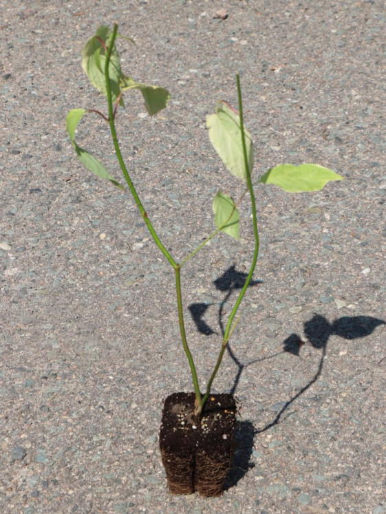 detail Svída bílá 'Spaethii'