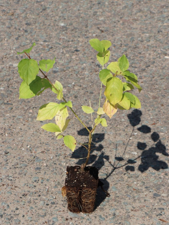 detail Svída krvavá 'Winter Beauty'