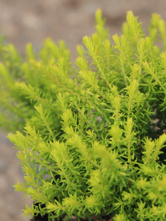 detail Vřesovec pleťový 'Westwood yellow'