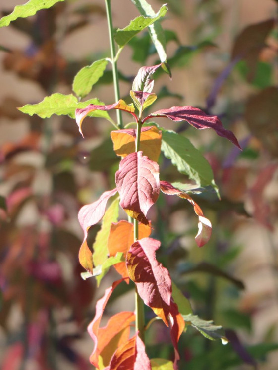 detail Brslen evropský