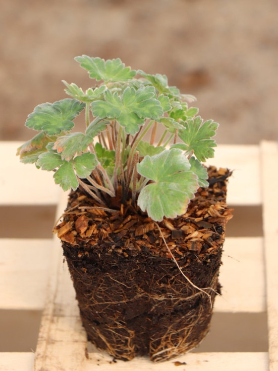 detail Kakost 'Coombland White'