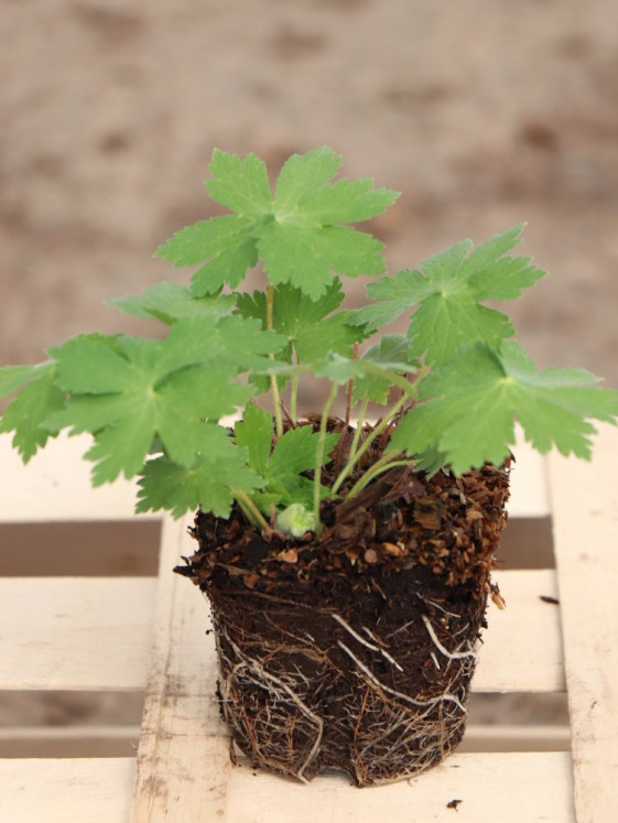 detail Kakost ´Joseph Green´