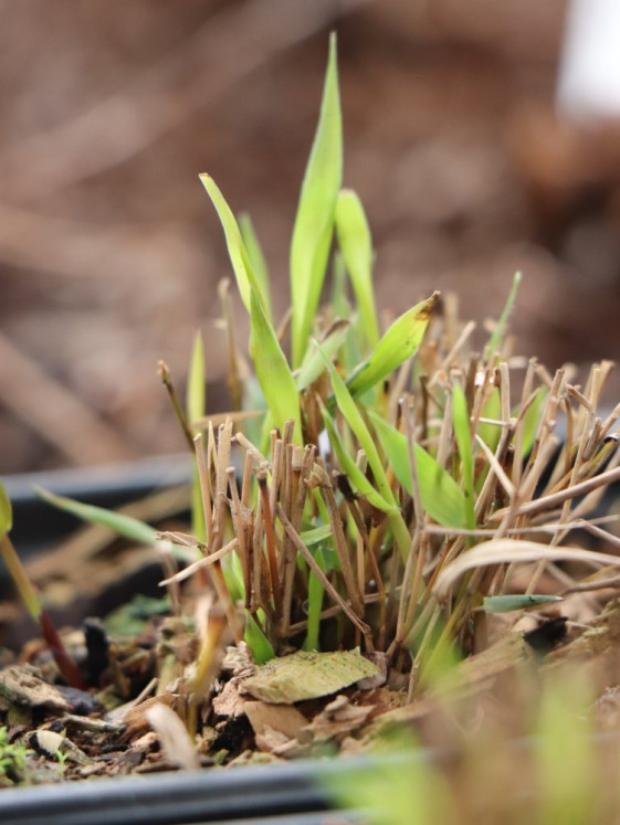 detail Rákosovka velká 'Beni Kaze´