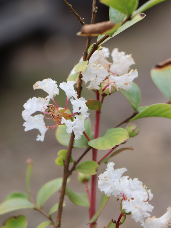 detail Lagerstroémie ´With Love® Virgin´