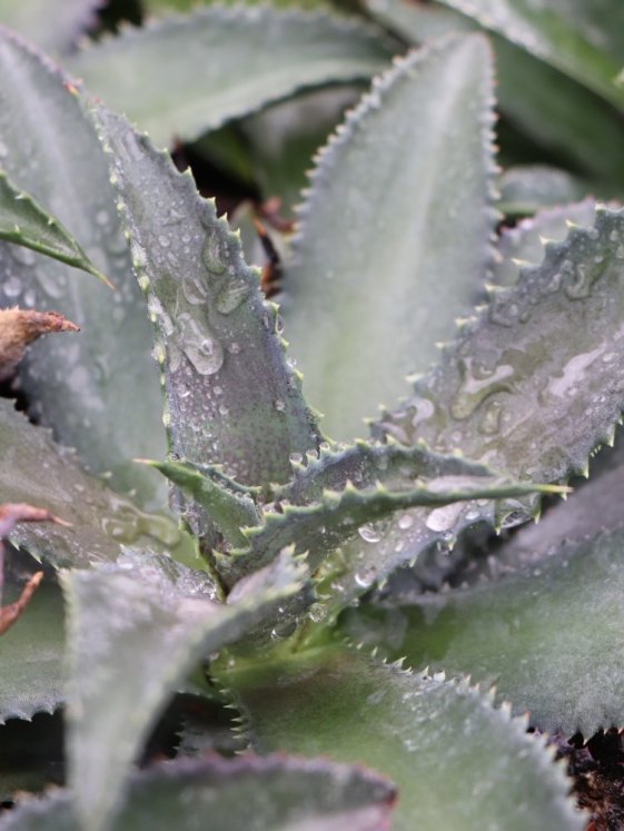 detail Mangave ´Silver Fox´