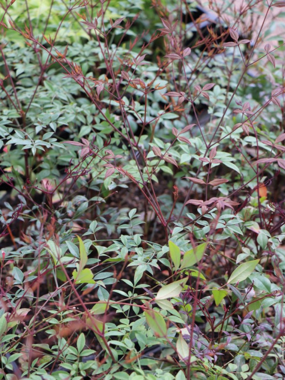 detail Nandina domácí 'Summer Sunset´®