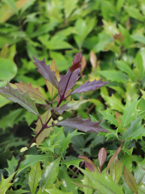 detail Vonokvětka různolistá 'Purpureus'