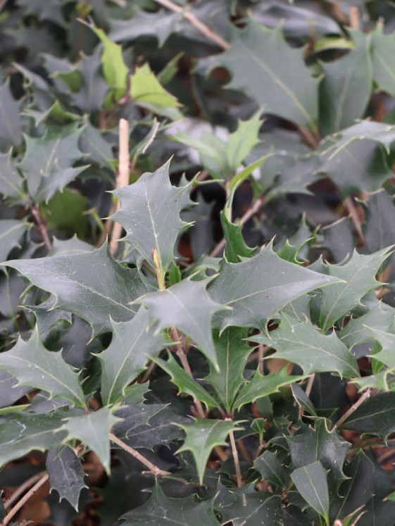 detail Vonokvětka různolistá 'Purpureus'