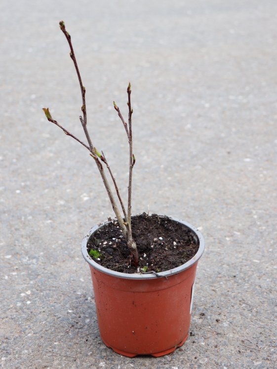 detail Jeřáb černoplodý Arónie 'Brilliant'