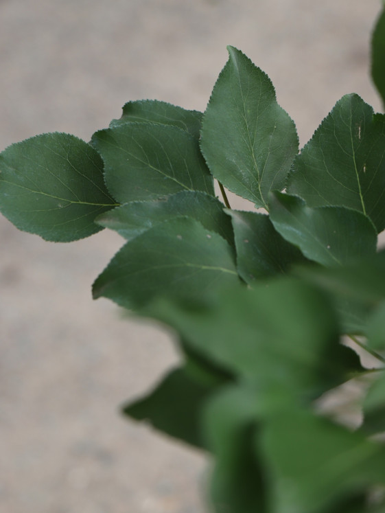 detail Meruňka ´Velkopavlovická´