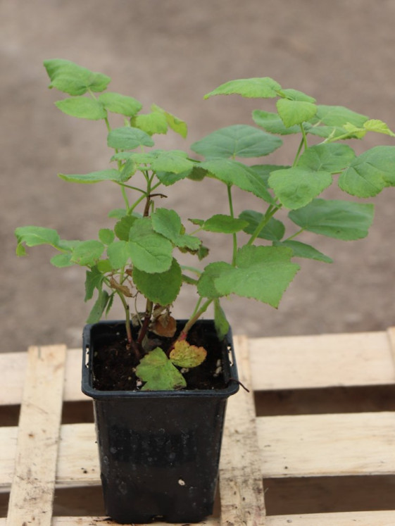 detail Malino-ostružiník 'Tayberry Buckingham'