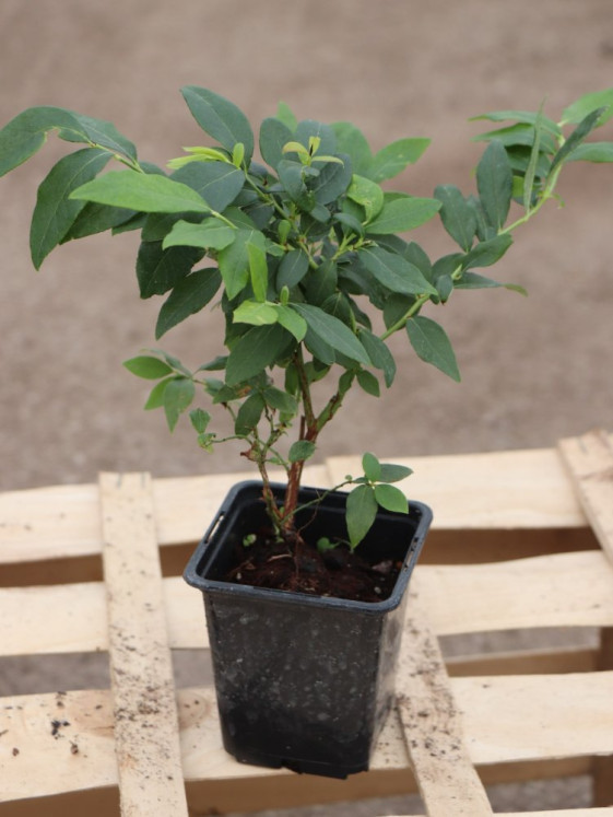 detail Kanadská borůvka 'Hortblue Petite' ®