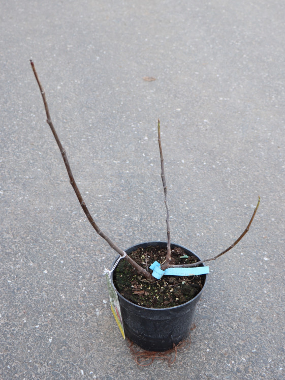 detail Fíkovník smokvoň ´Little Miss Figgy´®