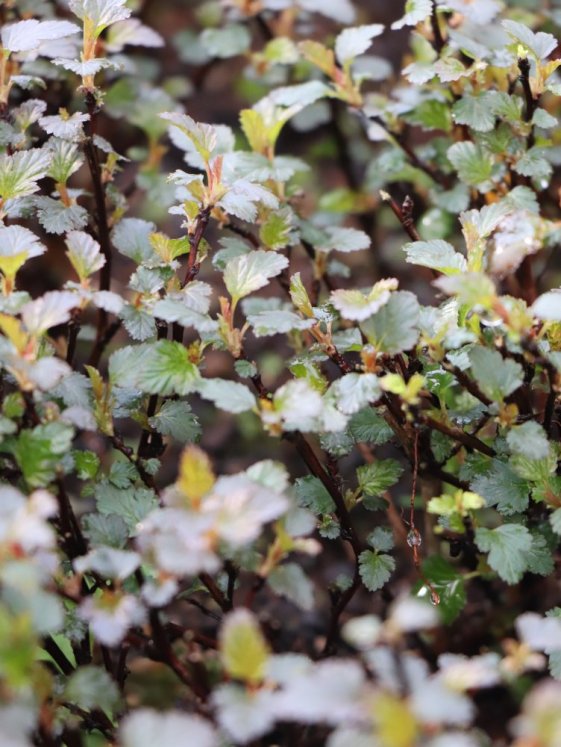 detail Tavola kalinolistá 'Little Joker'