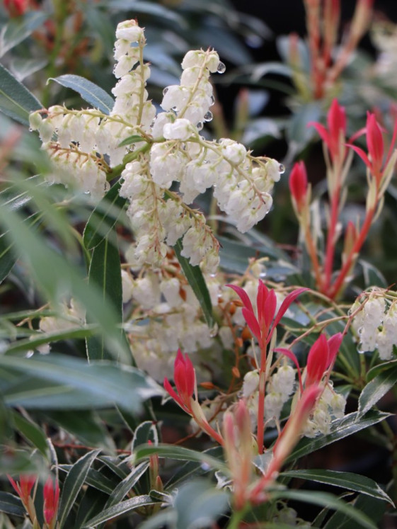 detail Pieris japonský 'Flaming Silver'