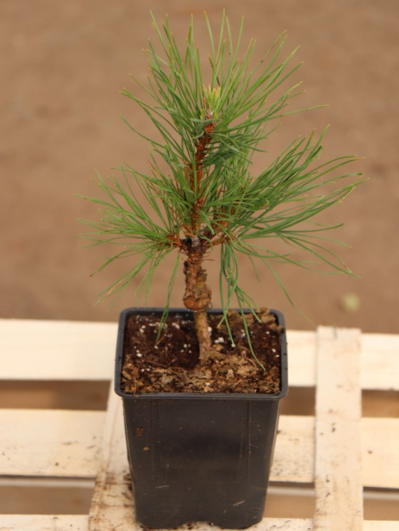 detail Borovice lesní ´Viridis Compacta´