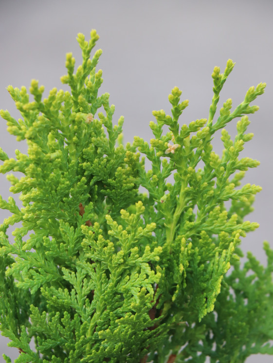 detail Zerav východní 'Aurea Nana'