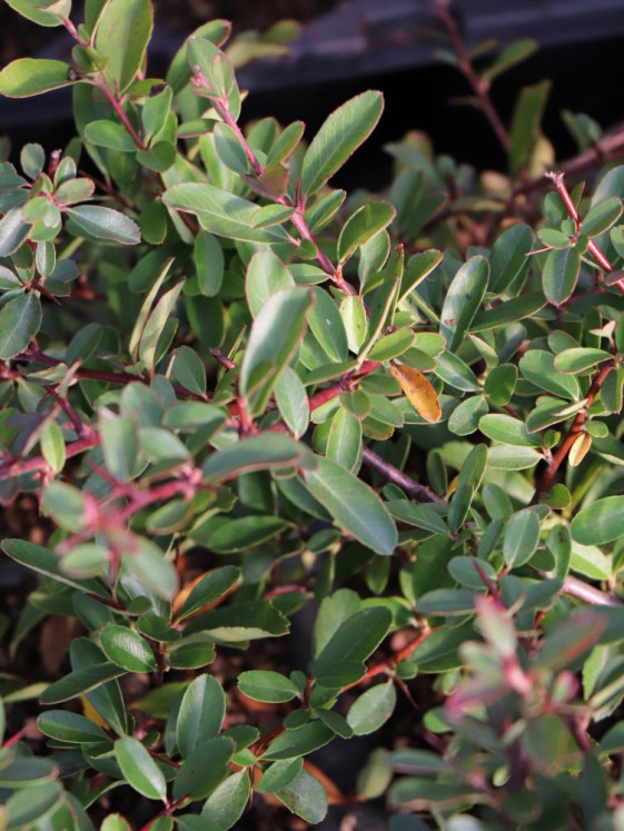 detail Hlohyně šarlatová 'Saphyr® Jaune'