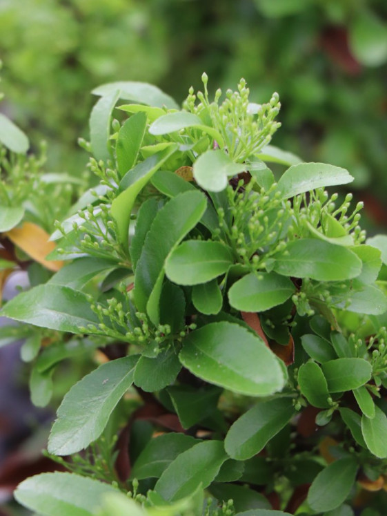 detail Hlohyně šarlatová 'Saphyr® Orange'