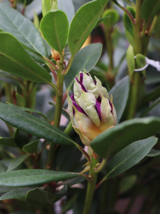 detail Rododendron 'Graal Müritz'